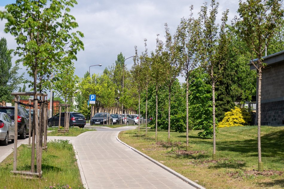 Łódź. Aż 80 nowych drzew przy Monopolis w Łodzi! Piękne wiśnie zdobią Wydawniczą