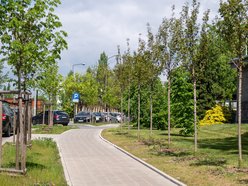 Łódź. Aż 80 nowych drzew przy Monopolis w Łodzi! Piękne wiśnie zdobią Wydawniczą