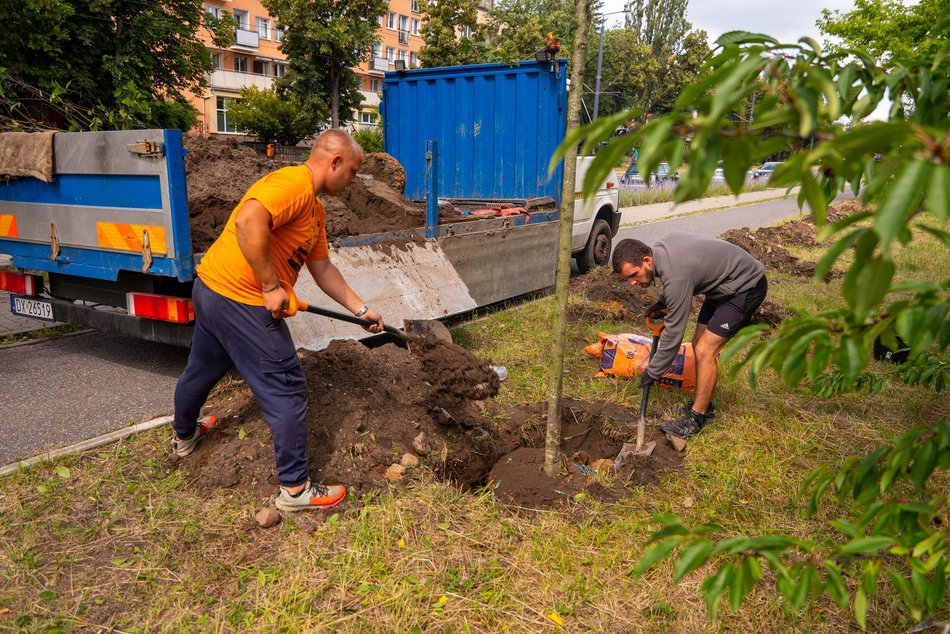 Wojska Polskiego w Łodzi jeszcze bardziej zielona! Przybyło 300 nowych drzew