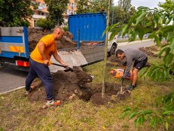 Wojska Polskiego w Łodzi jeszcze bardziej zielona! Przybyło 300 nowych drzew