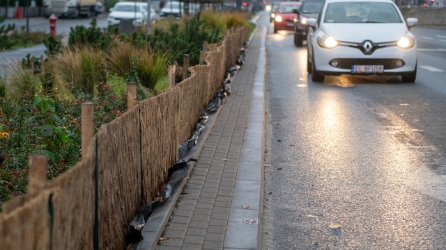 Rośliny w Łodzi gotowe na zimę. Tak chroni się je przed mrozem i solą [ZDJĘCIA]