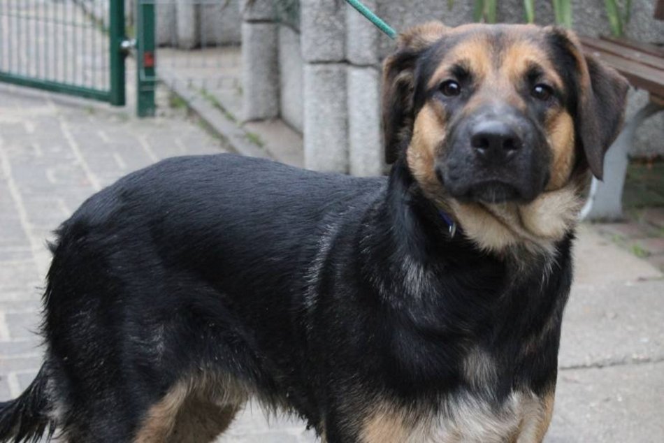 Wesoły Diego czeka na adopcję w schronisku w Łodzi