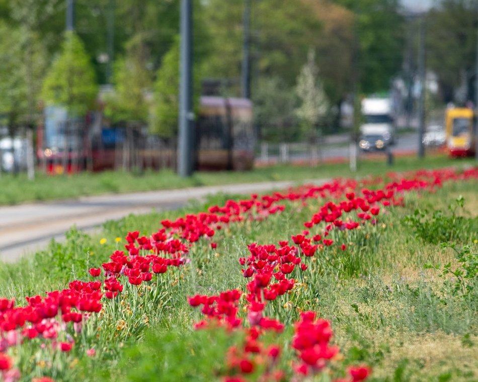 Łódź. Szpaler tulipanów na Piłsudskiego w Łodzi. Podróż tamtędy to uczta dla oczu