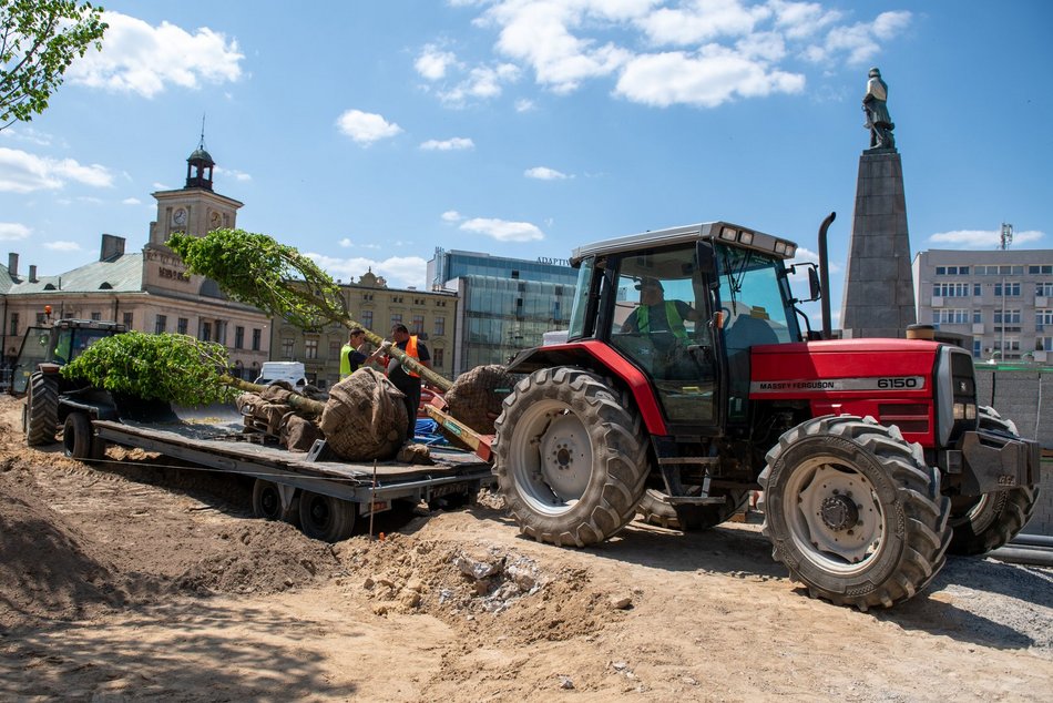 Pierwsze drzewa na remontowanym placu Wolności w Łodzi.