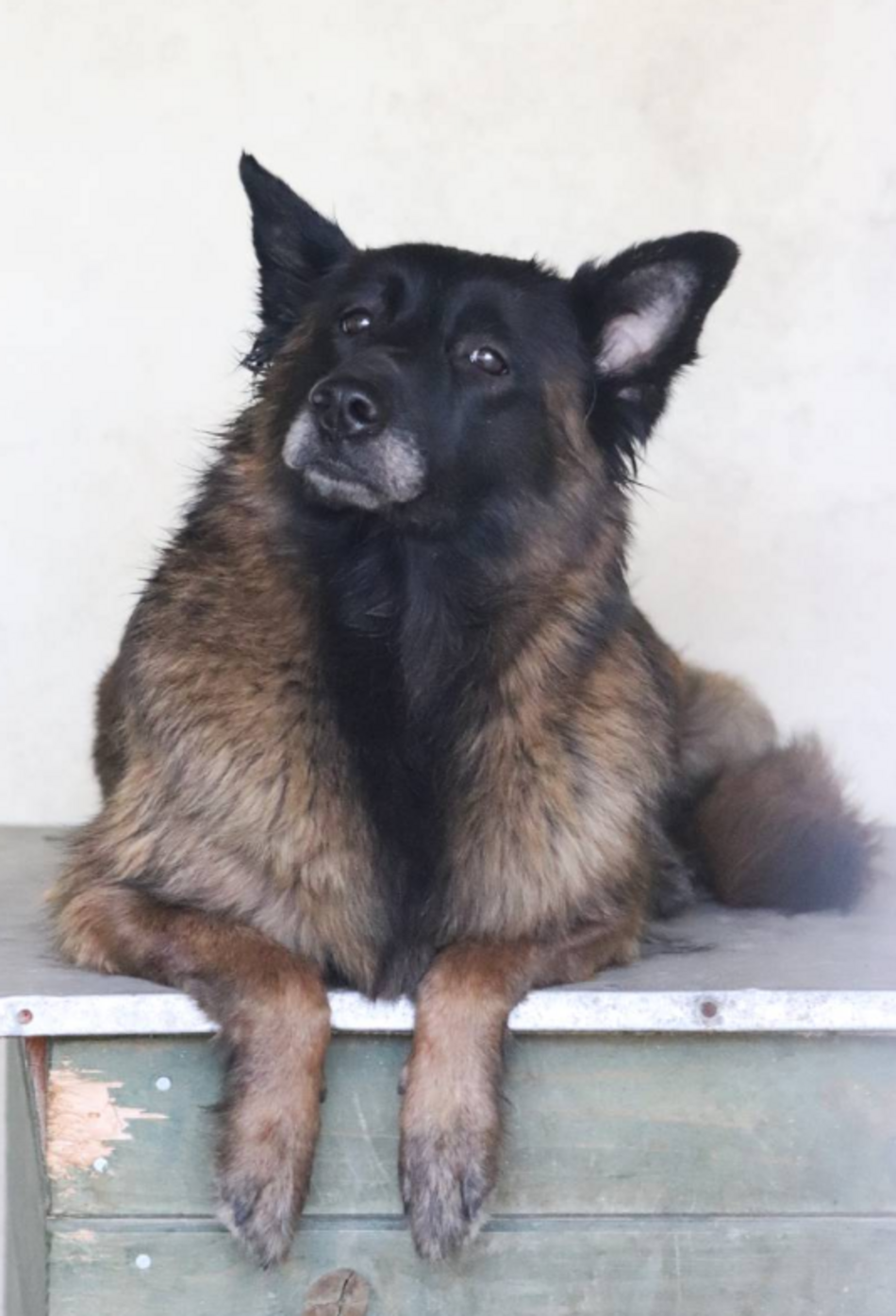 Z kanapy za kraty. Oddana Remi czeka na nową rodzinę po śmierci właściciela