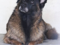 Z kanapy za kraty. Oddana Remi czeka na nową rodzinę po śmierci właściciela