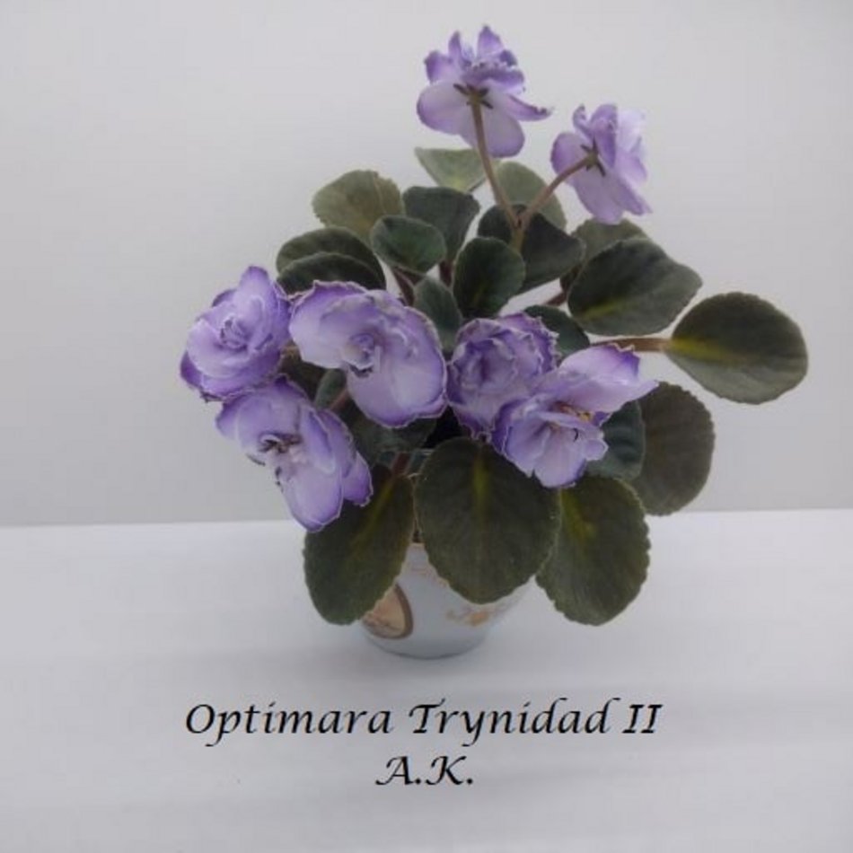 Łódź. Ponad 400 odmian fiołków afrykańskich. Niezwykła pasja Agnieszki Kunickiej-Kakietek