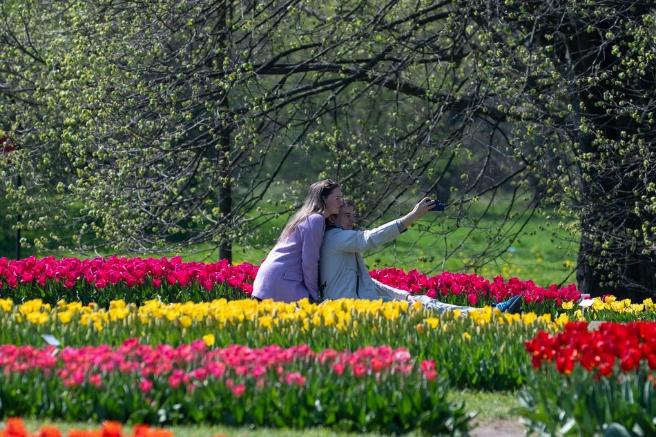 Łódź. Tysiące tulipanów w Ogrodzie Botanicznym w Łodzi. Przyjdź i zobacz je na własne oczy!