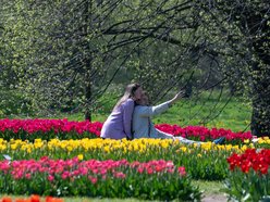 Łódź. Tysiące tulipanów w Ogrodzie Botanicznym w Łodzi. Przyjdź i zobacz je na własne oczy!