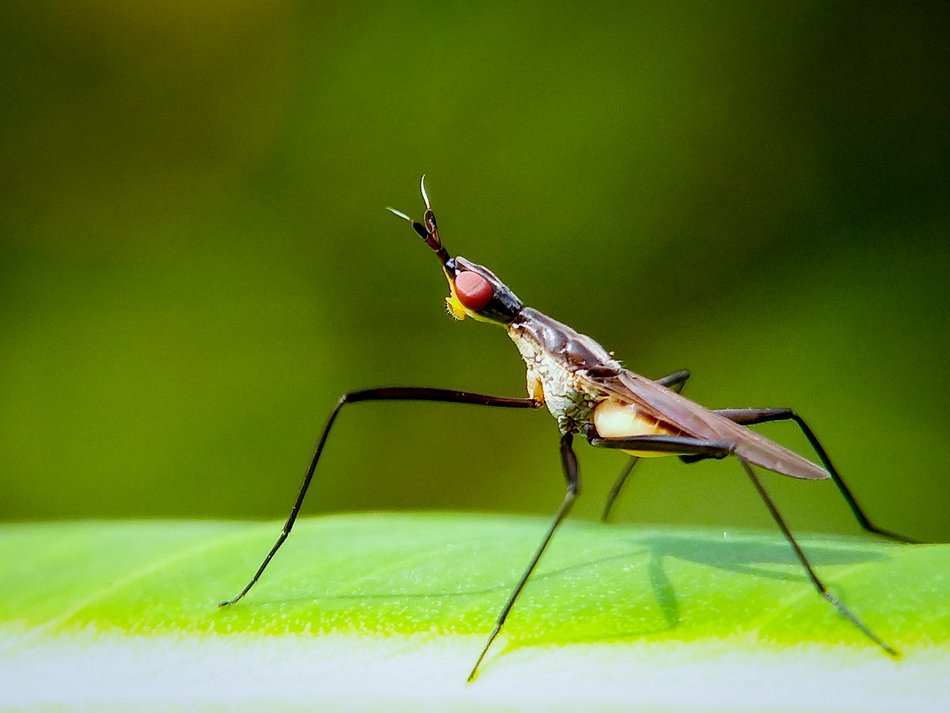 Łódź. W poszukiwaniu obcych gatunków owadów w Łodzi. Weź udział w darmowym spacerze