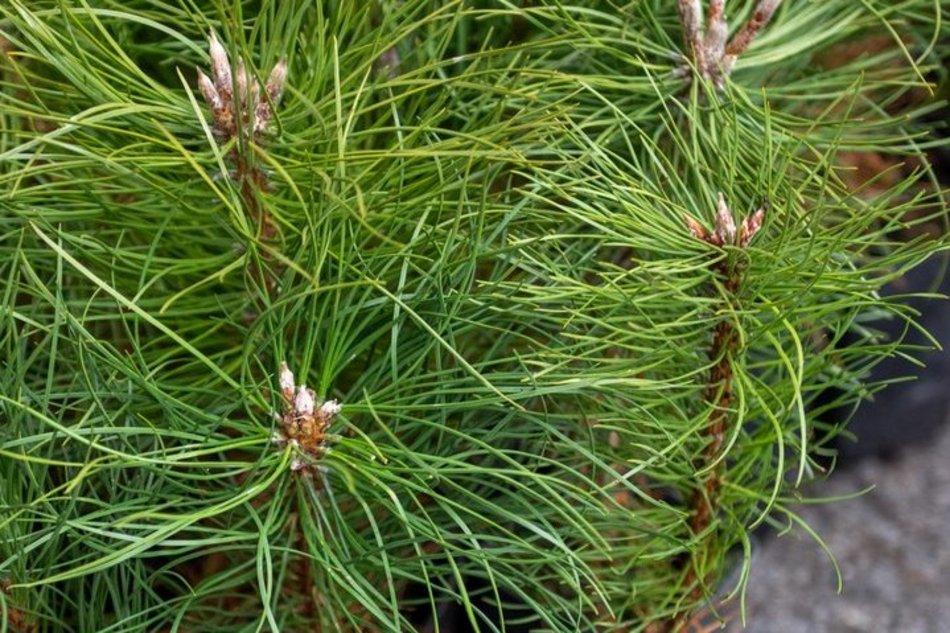 Łódź. Drzewa na Piotrkowskiej w Łodzi posadzone! Łodzianie uczestniczyli w imprezie