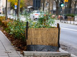 Łódź. Łódź chroni zieleń przed zimą! Pojawiły się już pierwsze osłony na rośliny