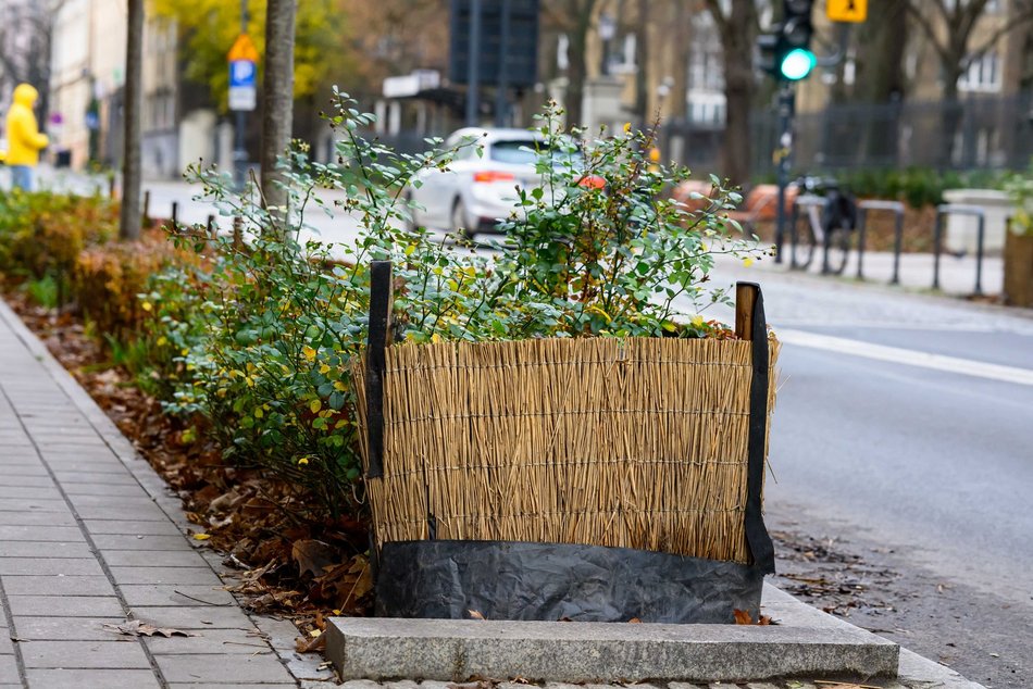 Łódź. Łódź chroni zieleń przed zimą! Pojawiły się już pierwsze osłony na rośliny