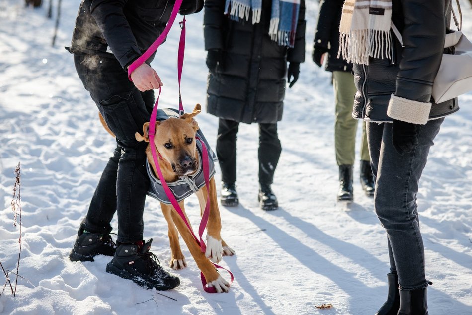 Łódź. Psy ze schroniska w Łodzi na spacerze