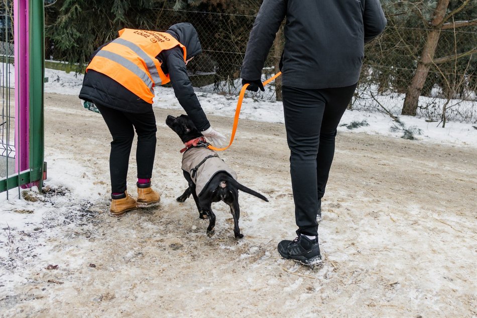Łódź. Psy ze schroniska w Łodzi znów na spacerze! Dla tych wesołych pyszczków aż chce się chodzić!