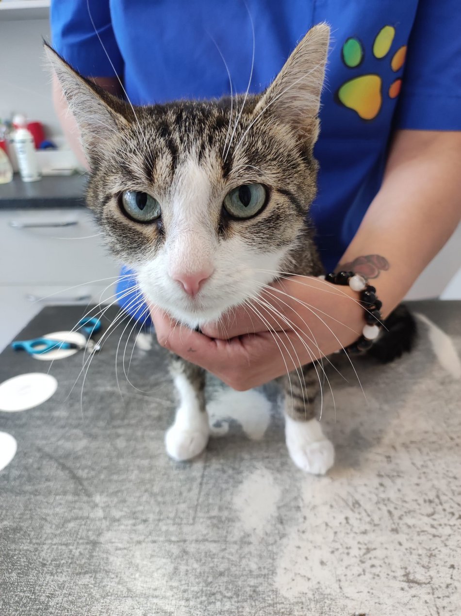 Łódź. Najlepsi weterynarze