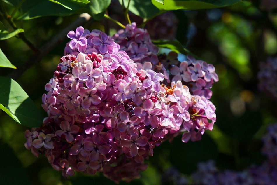 Ogród Botaniczny w Łodzi. Kwitnące rośliny