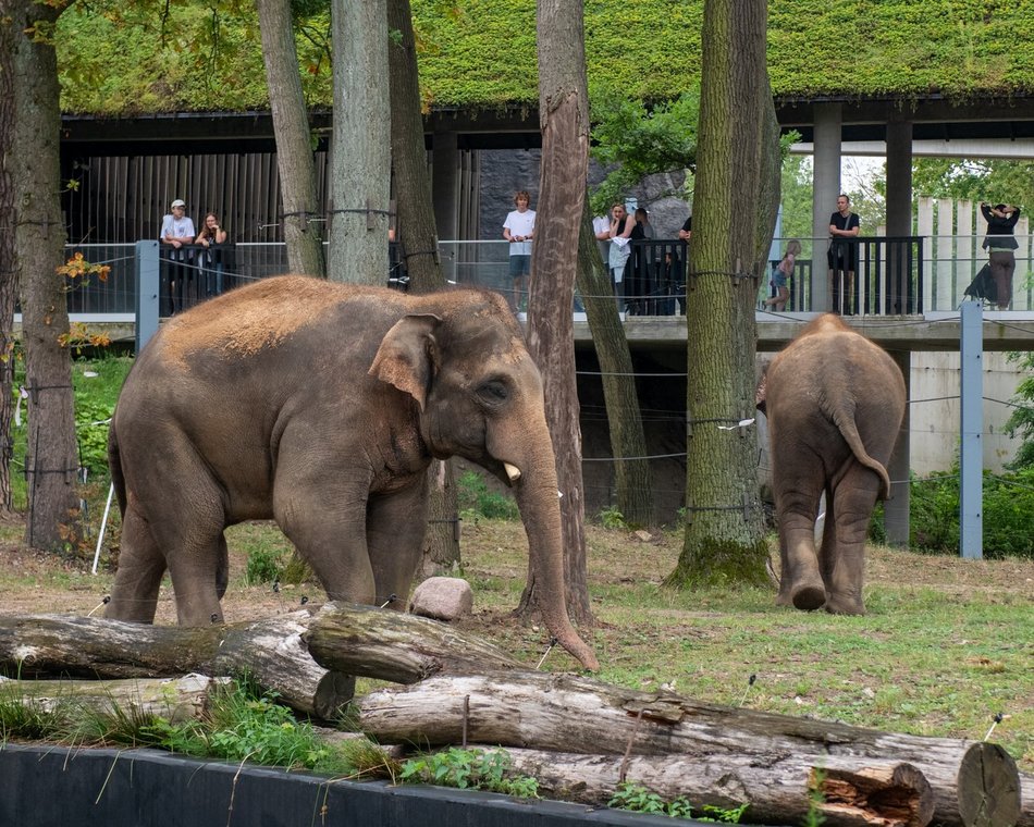 601. Urodziny Łodzi w Orientarium Zoo Łódź