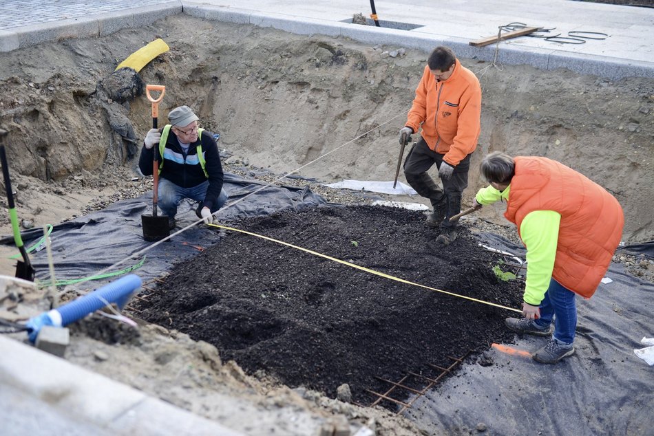 Plac Wolności coraz bardziej zielony