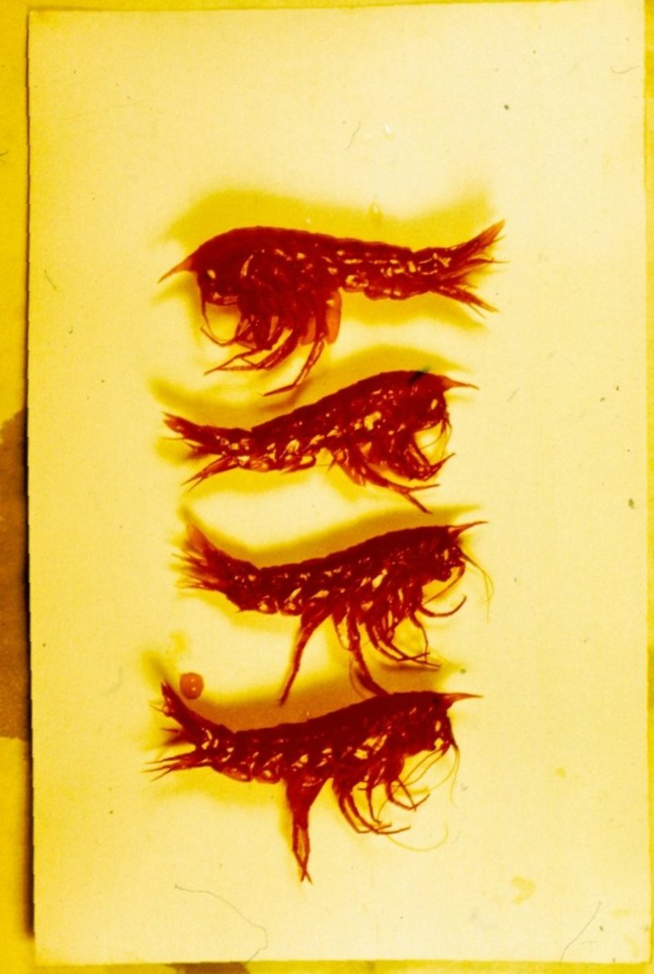 Łódź. Wyprawa krylowa naukowców z Łodzi