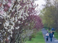 Aleja Jana Pawła tonie w kwiatach. Drzewa przy arterii kwitną na całego!