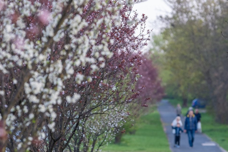 Aleja Jana Pawła tonie w kwiatach. Drzewa przy arterii kwitną na całego!