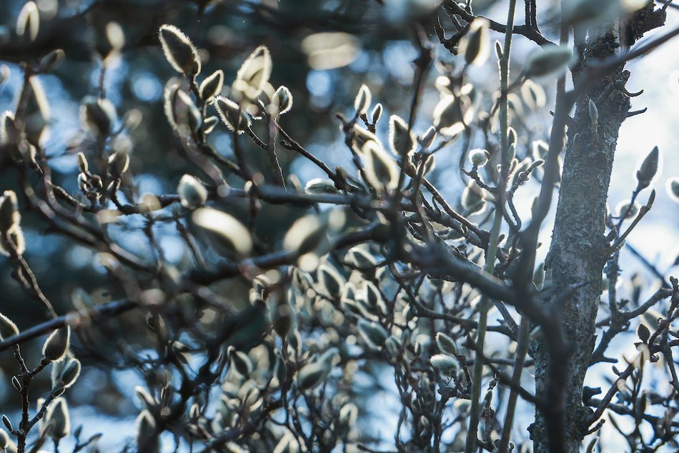 Łódź. W Ogrodzie Botanicznym wiosna w pełni! Przebiśniegi i krokusy zachwycają