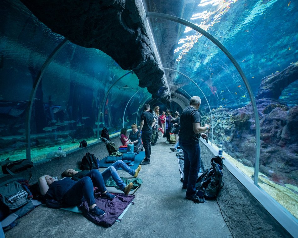 tunel ze zwierzętami morskimi