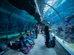 tunel ze zwierzętami morskimi