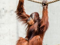 orangutan