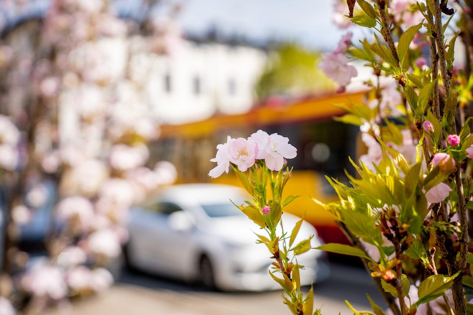 Łódź. Najpiękniejszy skwer? Kiedyś zaniedbany trawnik, dzisiaj kwitnący ogród