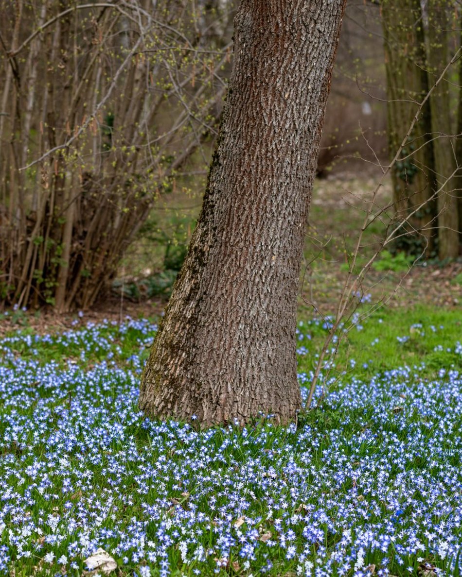 Wiosenny Ogród Botaniczny w Łodzi. Spacer wśród budzącej się do życia przyrody