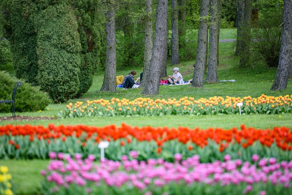 Morze tulipanów w Ogrodzie Botanicznym w Łodzi. Nie możesz tego przegapić