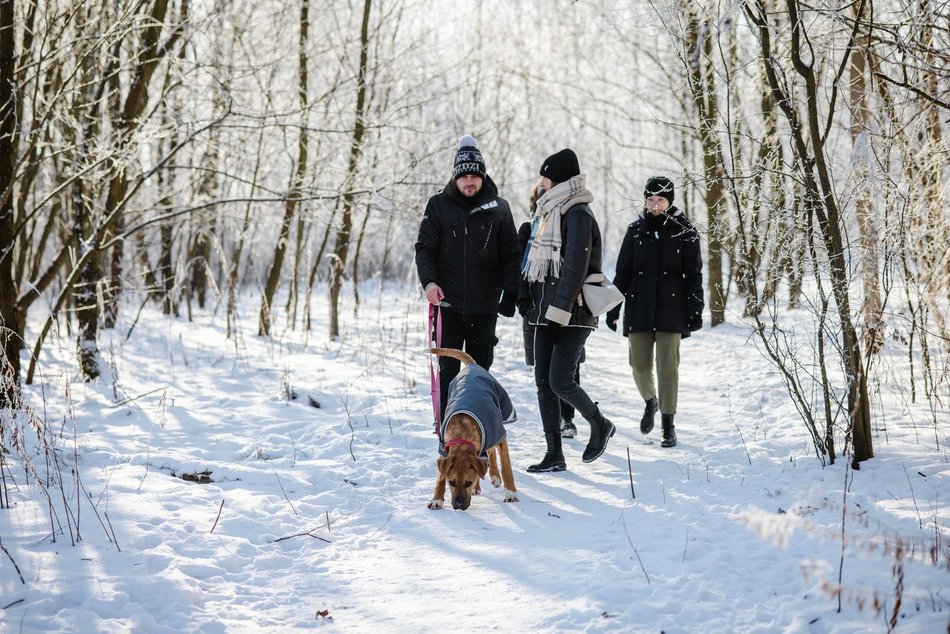 Łódź. Psy ze schroniska w Łodzi na spacerze