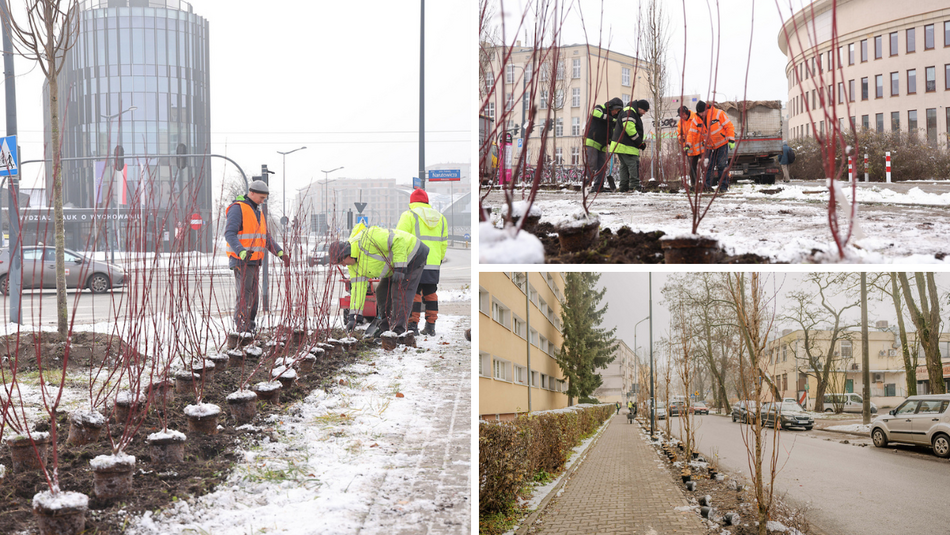 Łódź. Jeszcze więcej zieleni w mieście z ŁBO