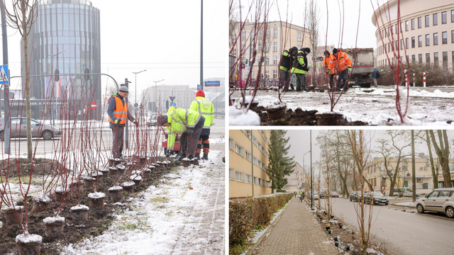 Jeszcze więcej zieleni w Łodzi! Tak zdecydowali mieszkańcy w Budżecie Obywatelskim Łódź