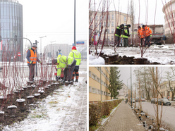 Łódź. Jeszcze więcej zieleni w mieście z ŁBO