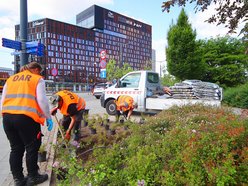 Łódź. Kolorowy bez opanował Park Moniuszki w Łodzi! Szykuje się fioletowo-biała wiosna!