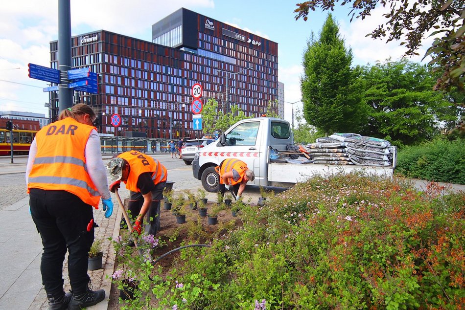 Łódź. Kolorowy bez opanował Park Moniuszki w Łodzi! Szykuje się fioletowo-biała wiosna!