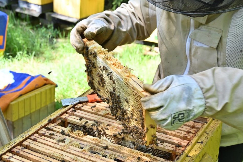 Miodobranie na dachu biurowca Synergia w Łodzi