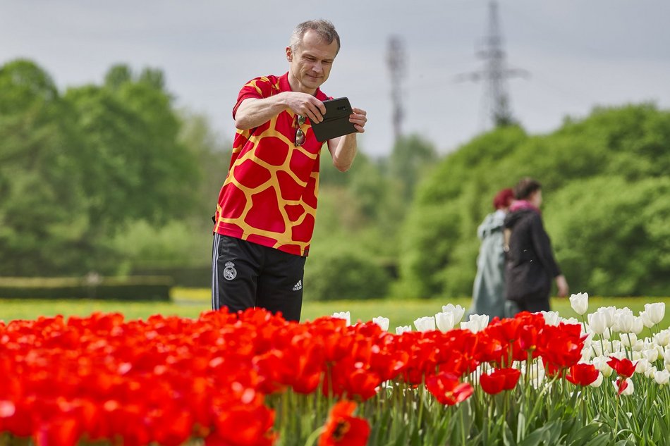 Kwitnące tulipany w Ogrodzie Botanicznym w Łodzi