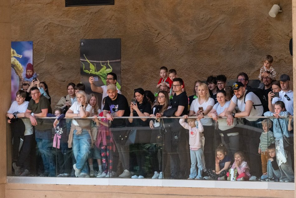 Tłumy w Orientarium Zoo Łódź! Nowości przyciągają jak magnes!