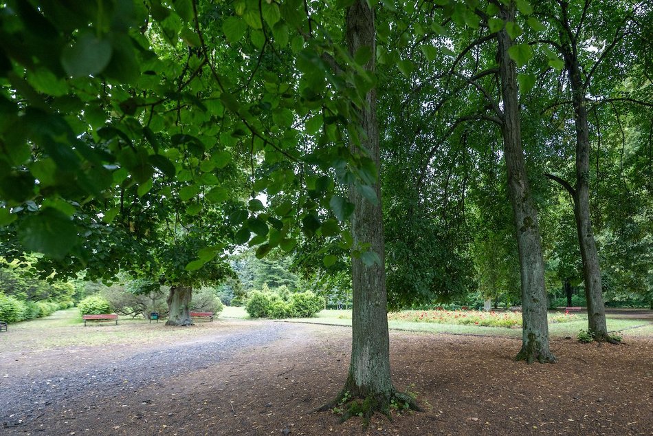 Łódź. Lipowa aleja w parku na Zdrowiu. Zielone serce Łodzi
