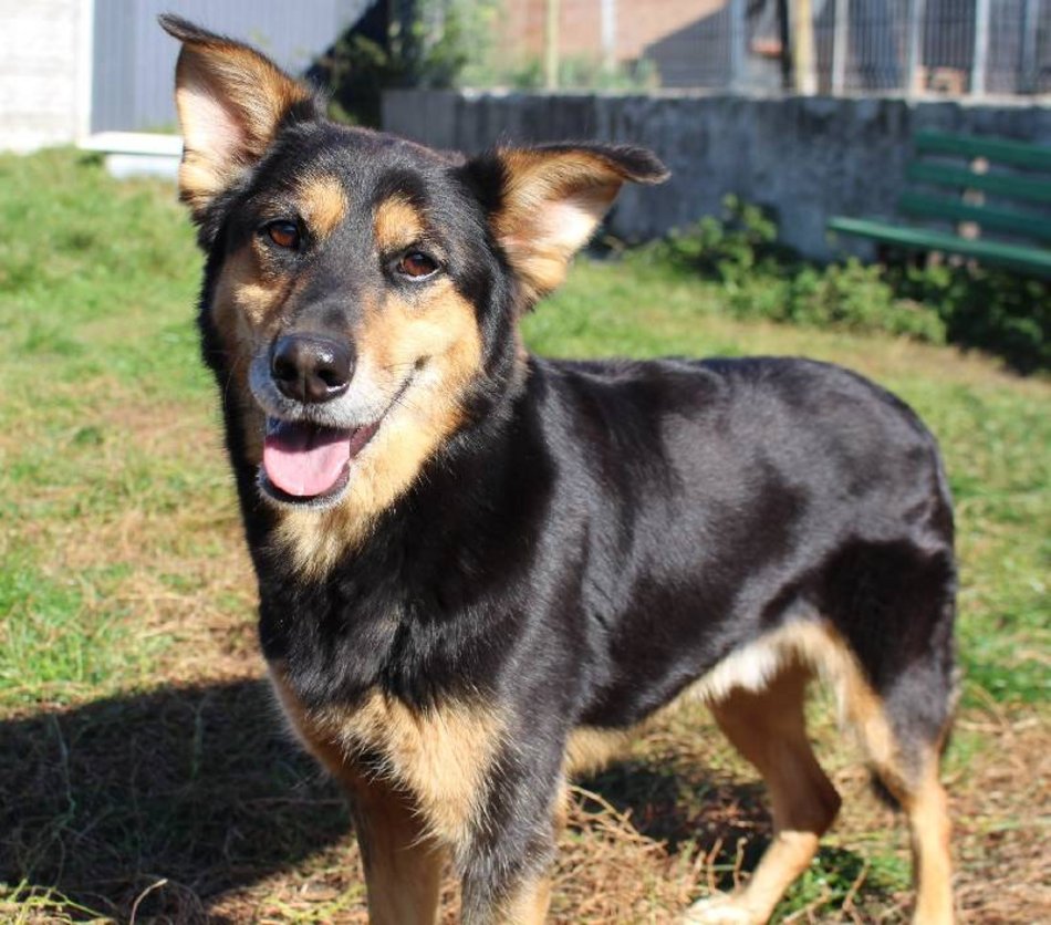 Łódź. Max miłości do adopcji! Wyjątkowy psiak czeka na nową rodzinę w schronisku w Łodzi