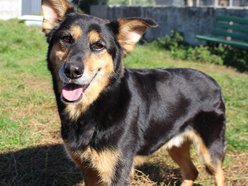 Łódź. Max miłości do adopcji! Wyjątkowy psiak czeka na nową rodzinę w schronisku w Łodzi