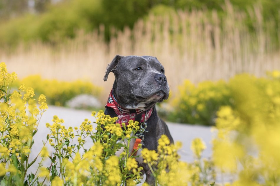 Łódź. Stowarzyszenie „Amstaffy Niczyje” z Łodzi zwalcza stereotypy. Siła i łagodność mogą iść w parze!