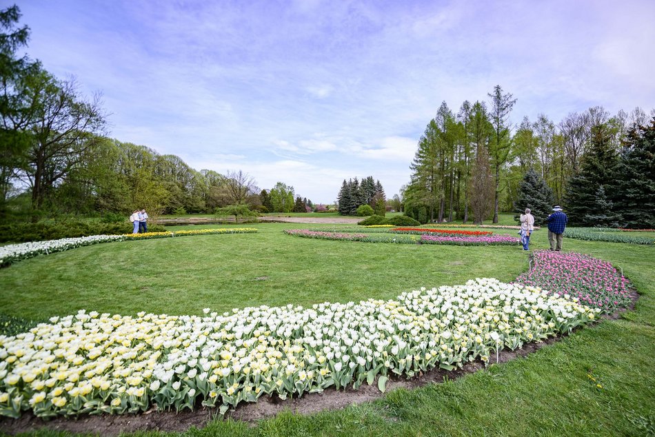 Morze tulipanów w Ogrodzie Botanicznym w Łodzi. Nie możesz tego przegapić