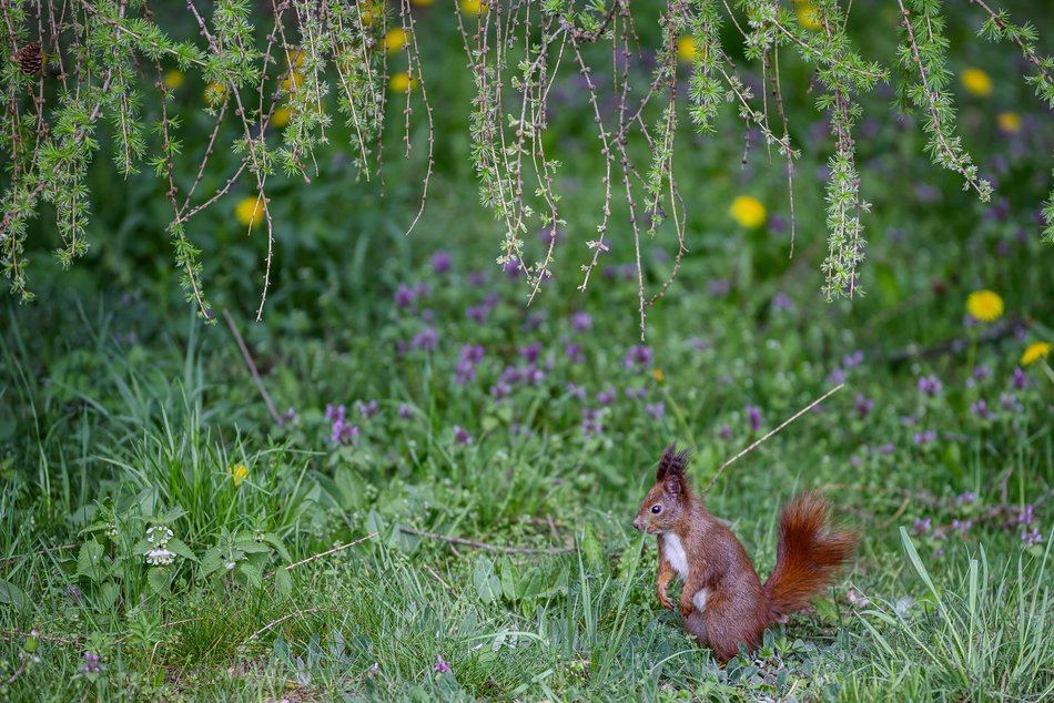 Morze tulipanów w Ogrodzie Botanicznym w Łodzi. Nie możesz tego przegapić