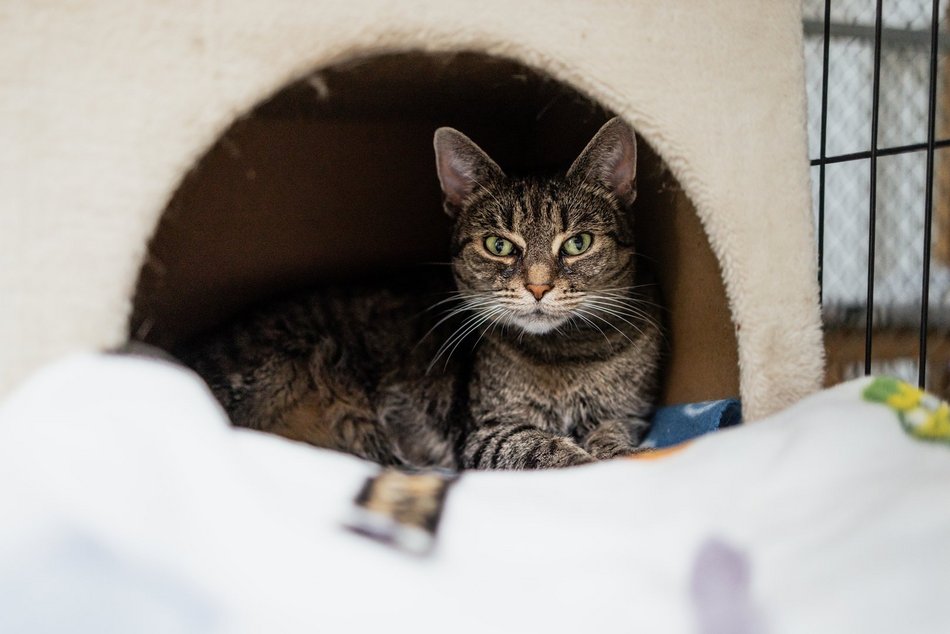 Łódź. Kocie walentynki w schronisku w Łodzi. Zobacz zdjęcia ze spotkania adopcyjnego