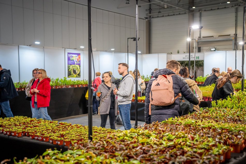 Łódź. World Flower Show w hali Expo Łódź. Przyjdź i zobacz orchidee, drzewa bonsai i sukulenty